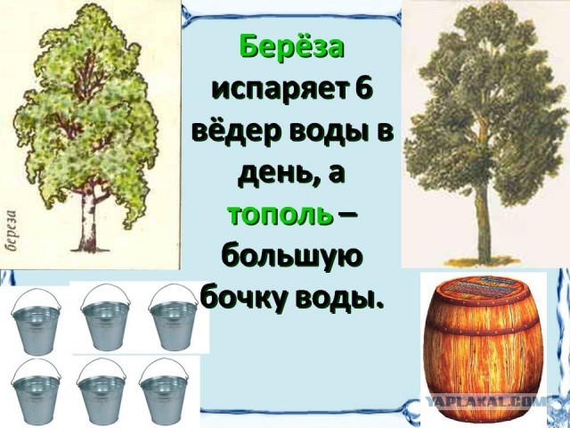 Дерево-спаситель. Зачем его истребляют в наших городах?