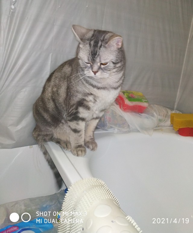 Вторник-кото