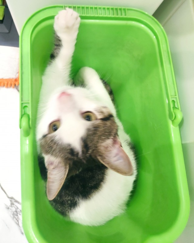 Котовторник же очередной