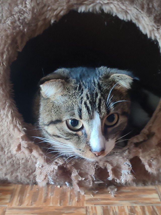 Хоба! Котовторник!