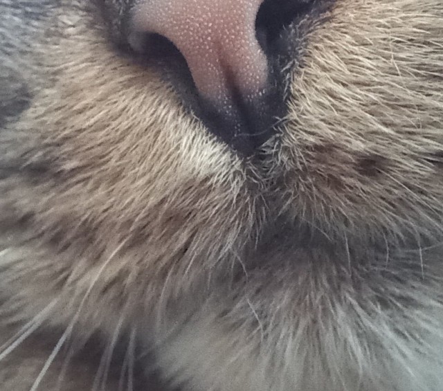 Хоба! Котовторник!