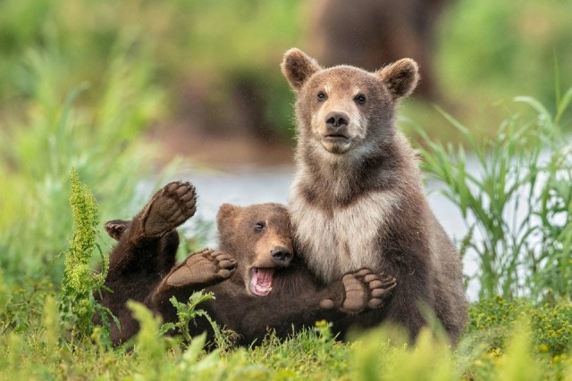 Лучшие фото конкурса Comedy Wildlife Photography Awards 2021