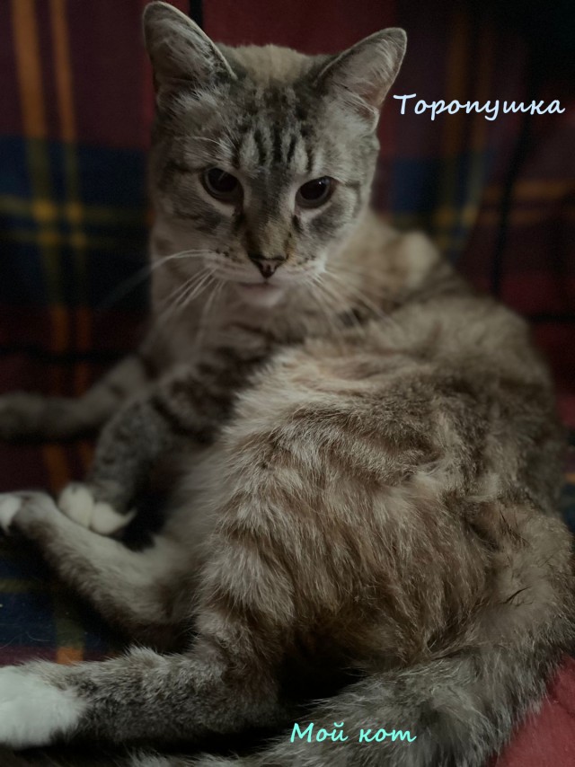 Жизнь домашнего приюта "Котоленд" 316