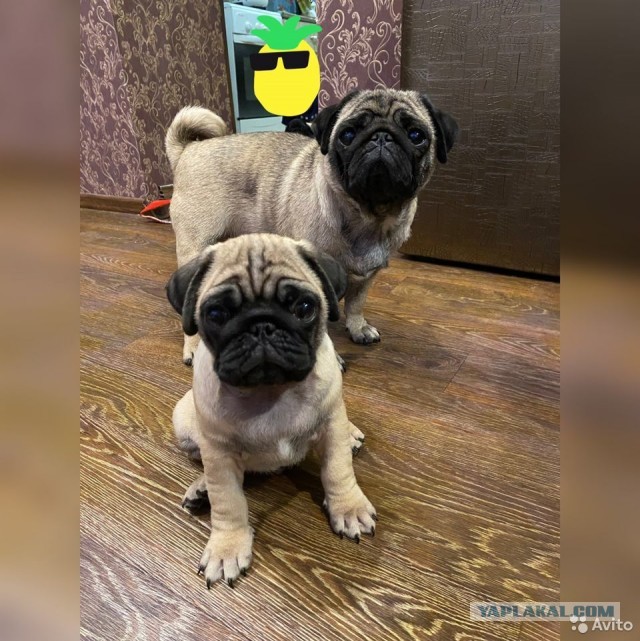 Собачий четверг же