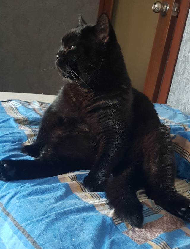 Долой политику, ура котикам!