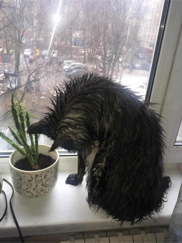 Мыть кота