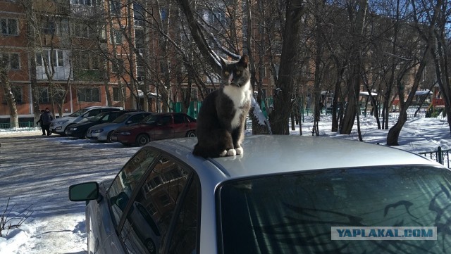 Котовторник ведь начался!