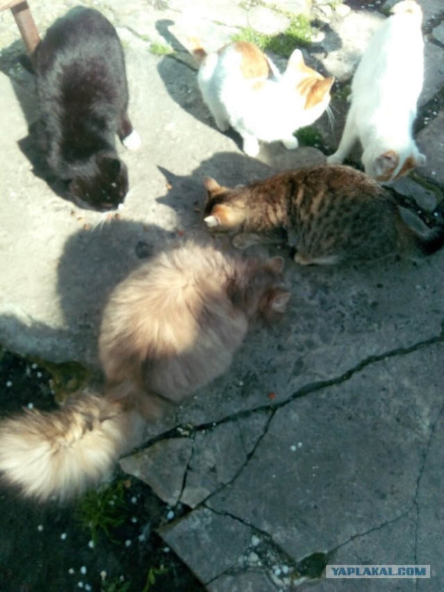 Котики в беде