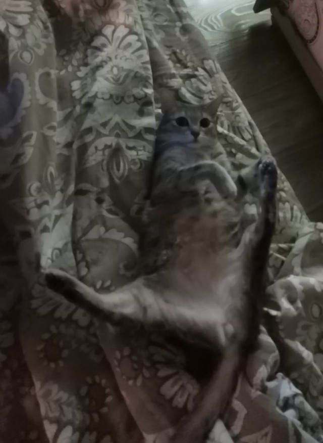 А вот и котовторник 24.05.2022