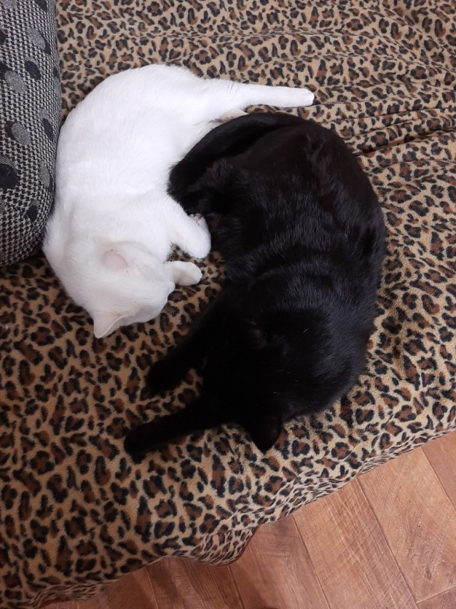Котовторник 1.11.22