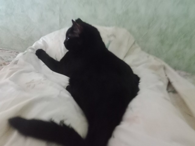 Чёрные коты не такие