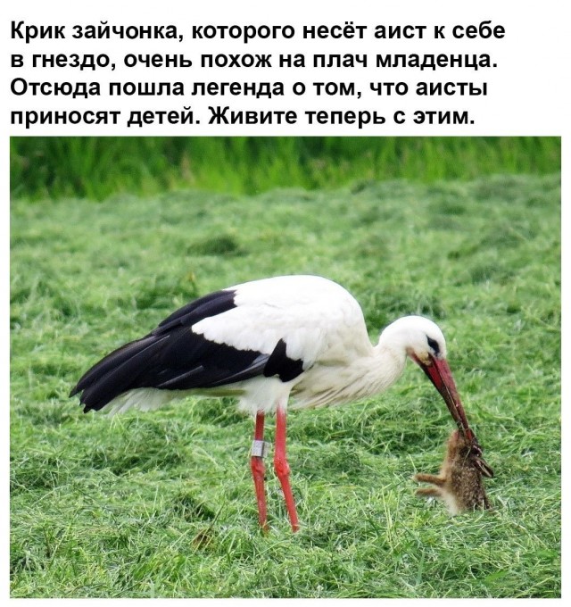 Освободили зайчика