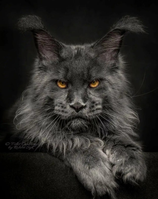 Не только котовторник, а еще и Всемирный день кошек!