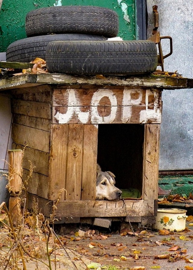 Просто фотки с животными №2