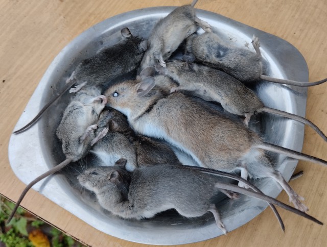 Уловистая мышеловка