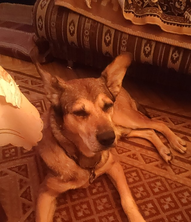 Эх, собакочетверг же