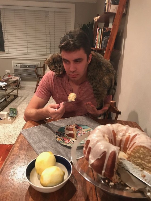 Кот дня