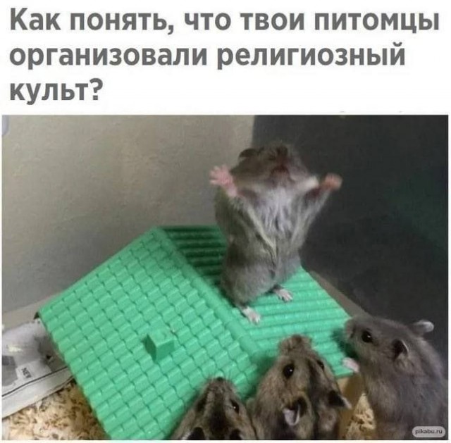 Весёлый полтишок 27.05.24