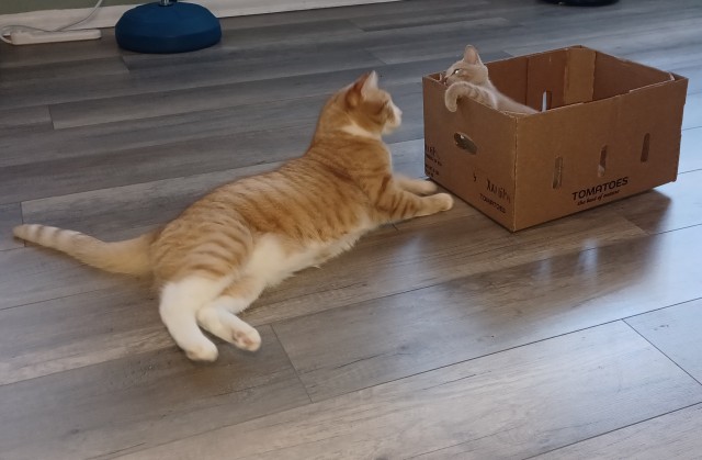 Котовторник