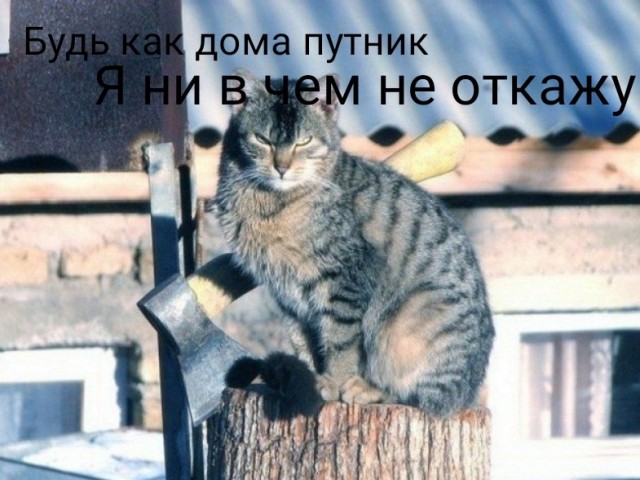 Коты деревенской породы