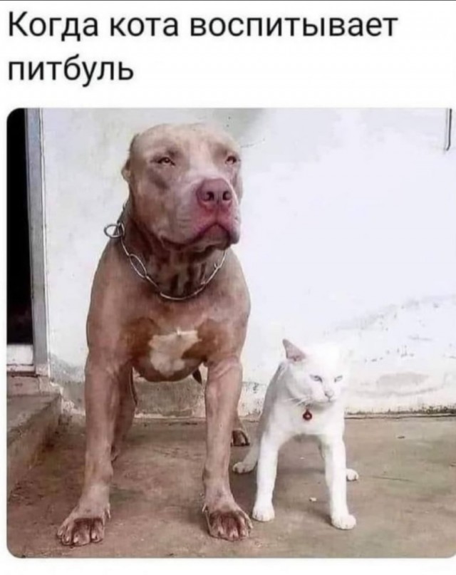 Пёс воспитанный котами