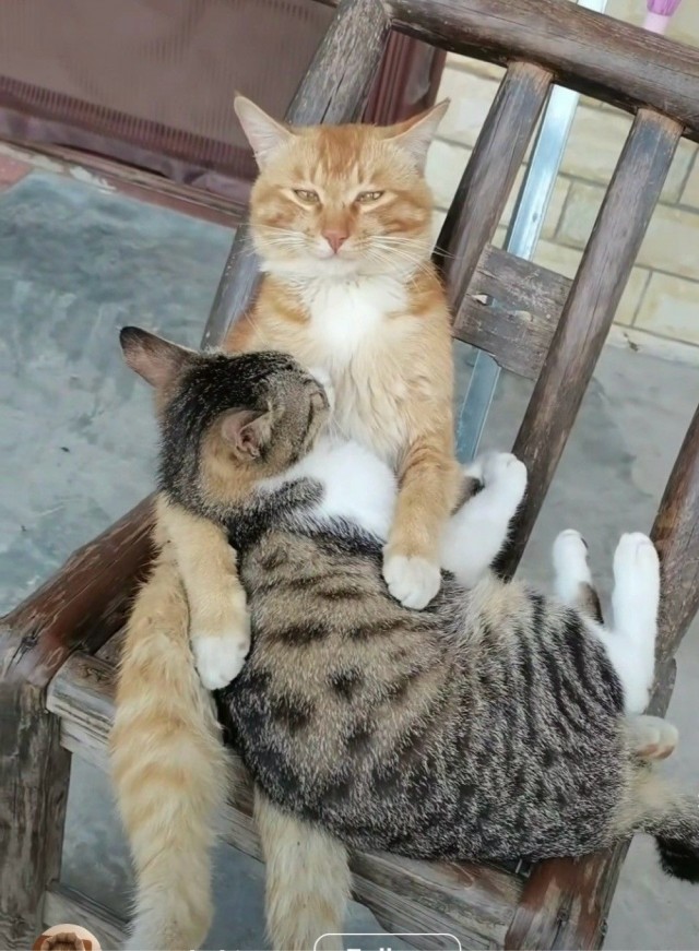 Котовторник в картинках