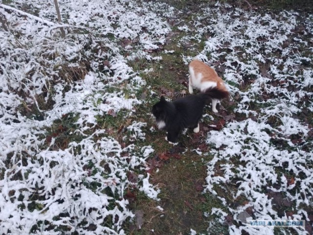 Жизнь домашнего приюта для котеек 521