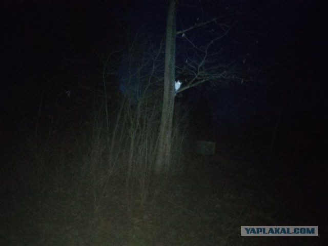 Жизнь домашнего приюта для котеек 530