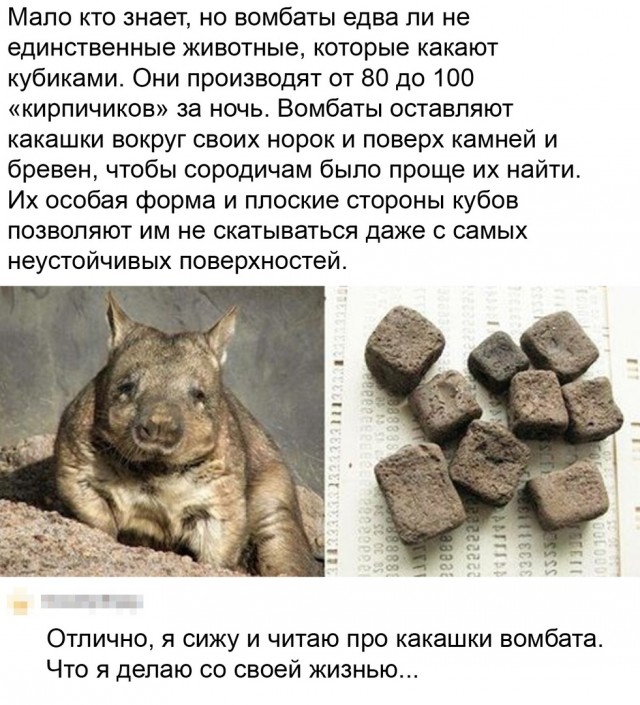 Белый слон и другие картинки