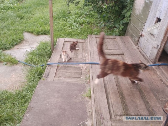 Жизнь домашнего приюта для котеек 552