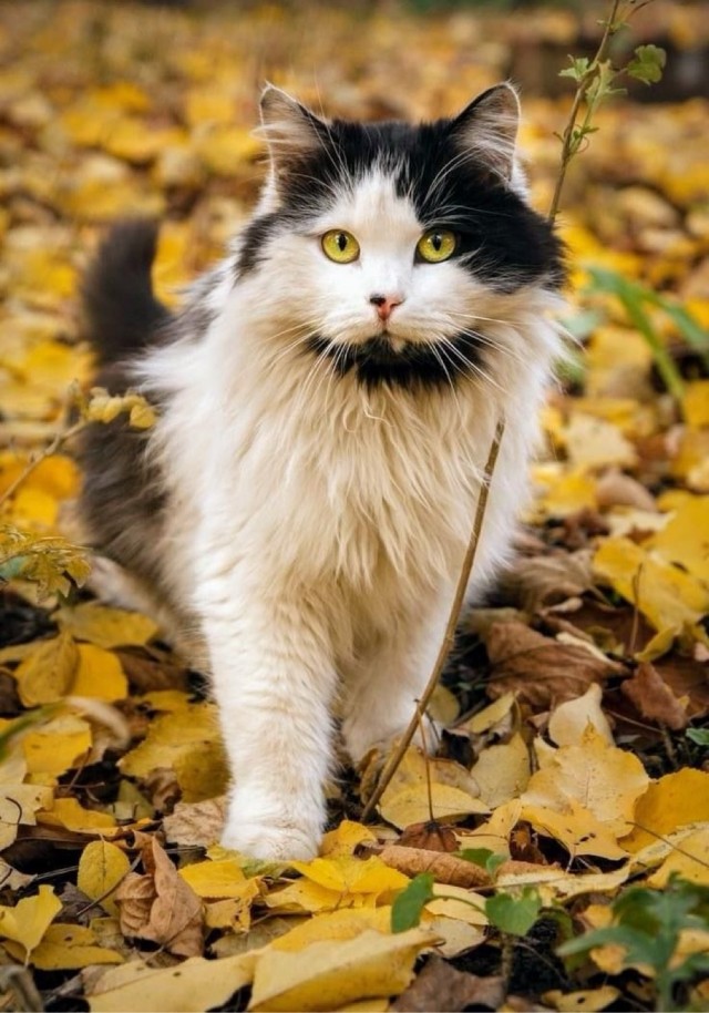 Осенний кот