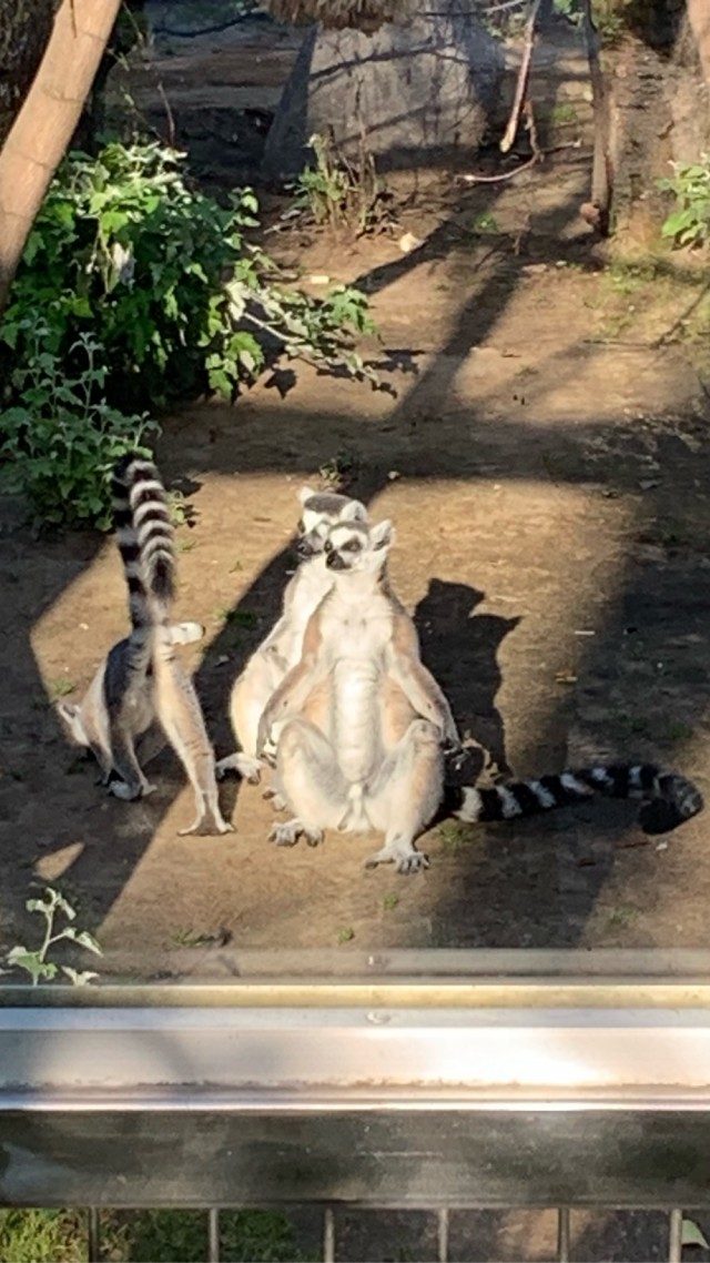 Король Джулиан