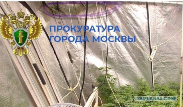 Во всем виноват капельный полив