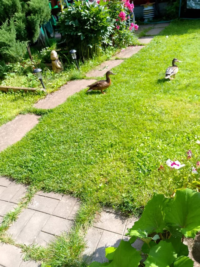 Скорее бы на дачу