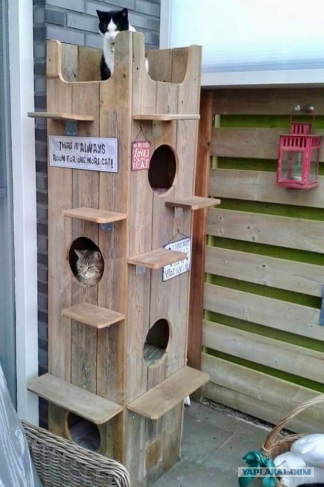 Котодом на четыре комнаты.