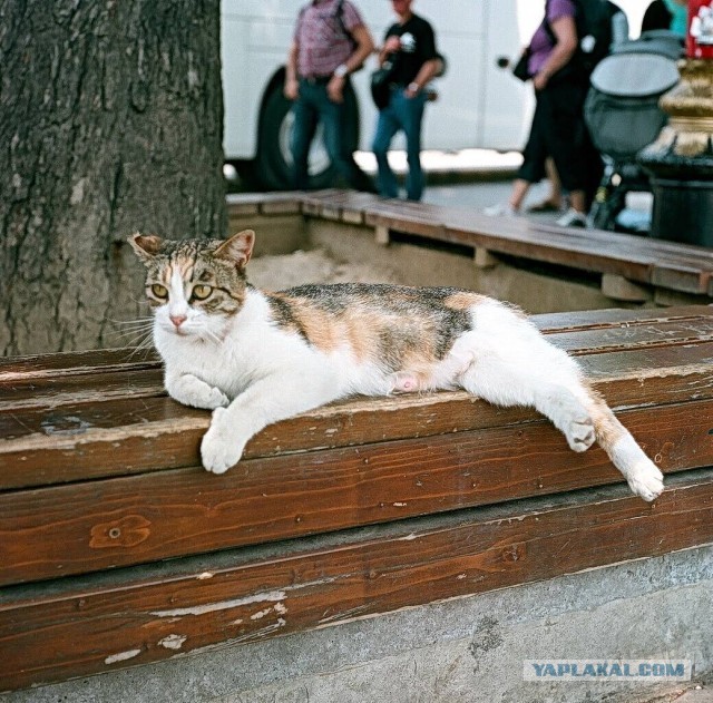 Праздничных красивых фото котов тред