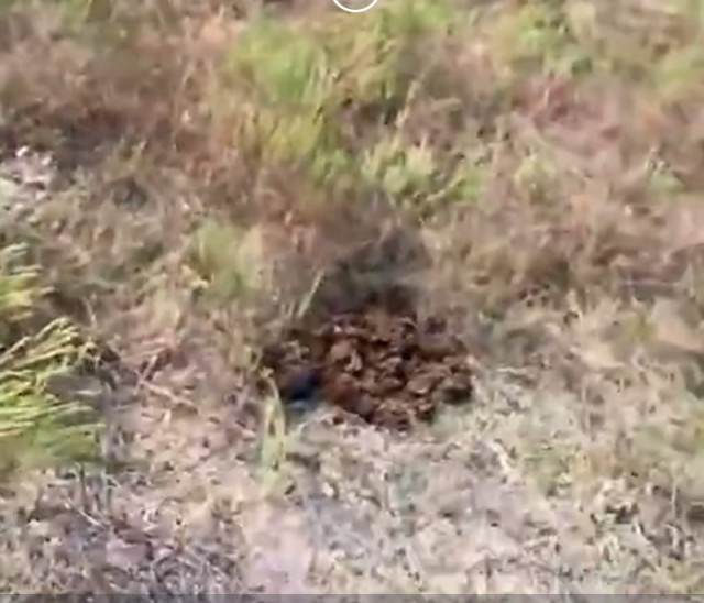 Для Америки это обычное явление. Огромные винтовочные патроны в обычном револьвере.