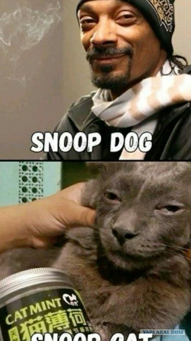 Кот Иксзибита