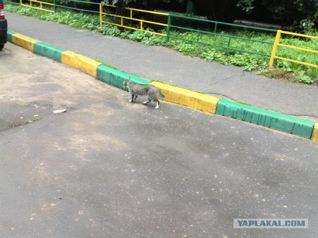 Котовторник  30.07.2013