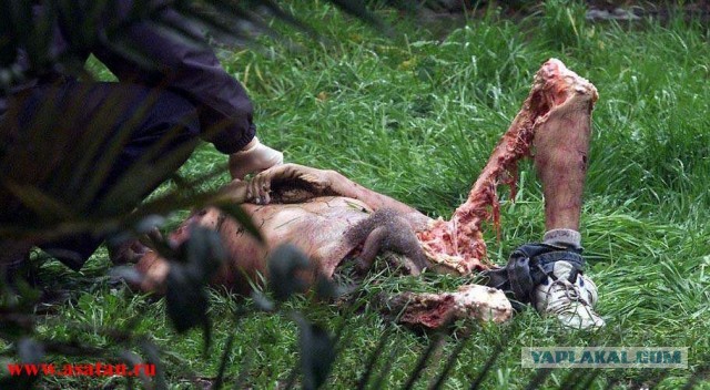 Медведь насмерть загрыз двух женщин в Красноярском крае
