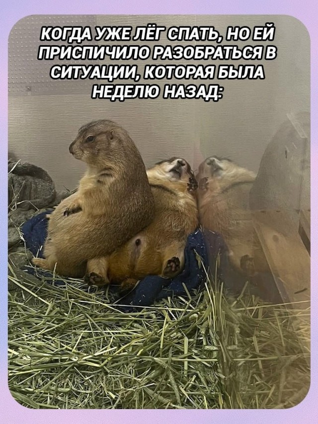 Картинки для деградации 272 (разной степени свежести)