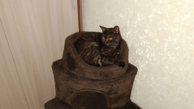 Котовторник же!