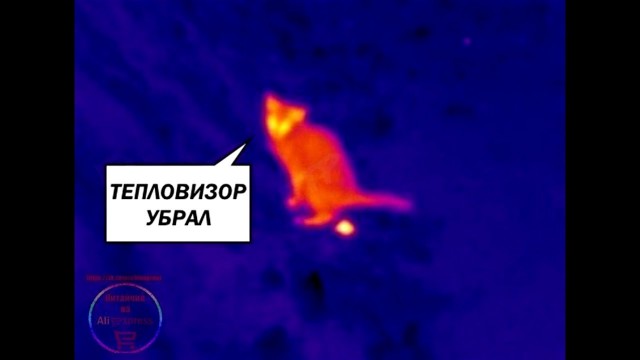 Котейка через тепловизор