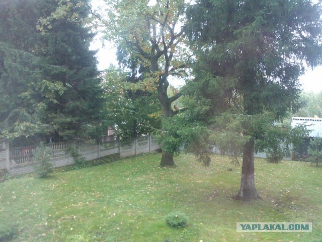 Котовторник 17.09.2013