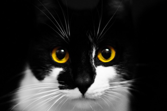 Научил кота давать лапу.