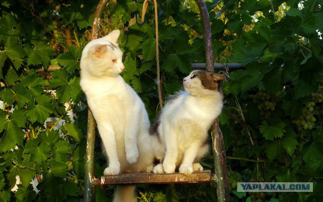 Котовторник  08.04.2014