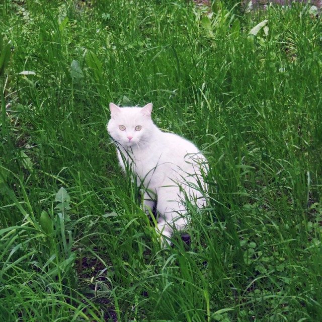Котовторник 10.06.2014