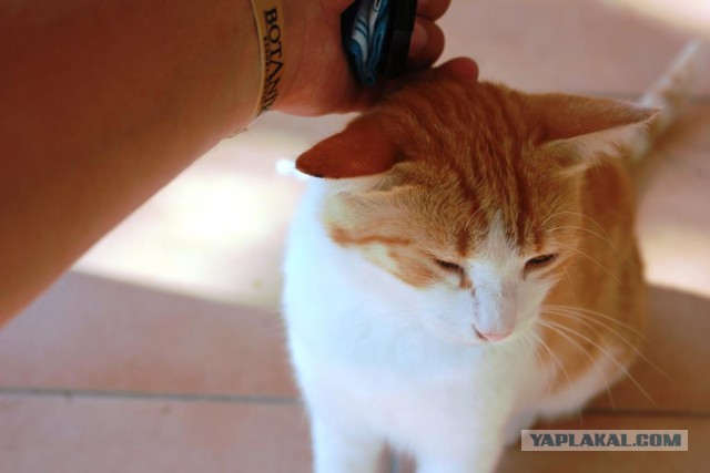 Котовторник 09.09.2014