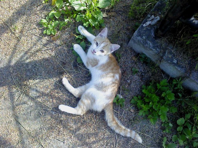 Котовторник 16.09.14
