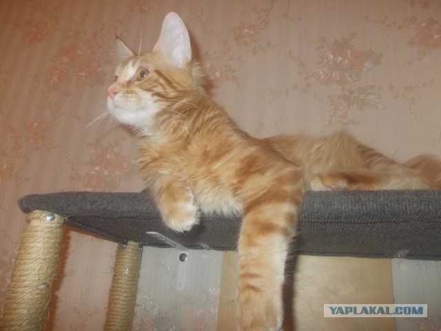 Котовторник 7.10.2014